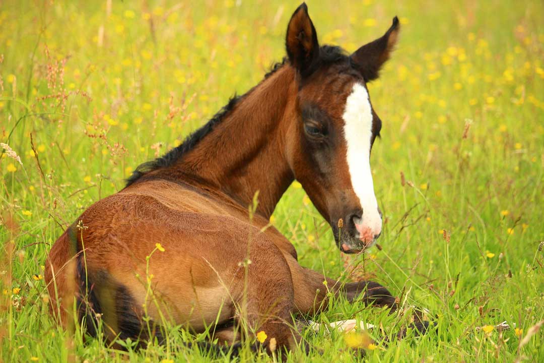 Race Horse Development Fund (RHDF) Preserved